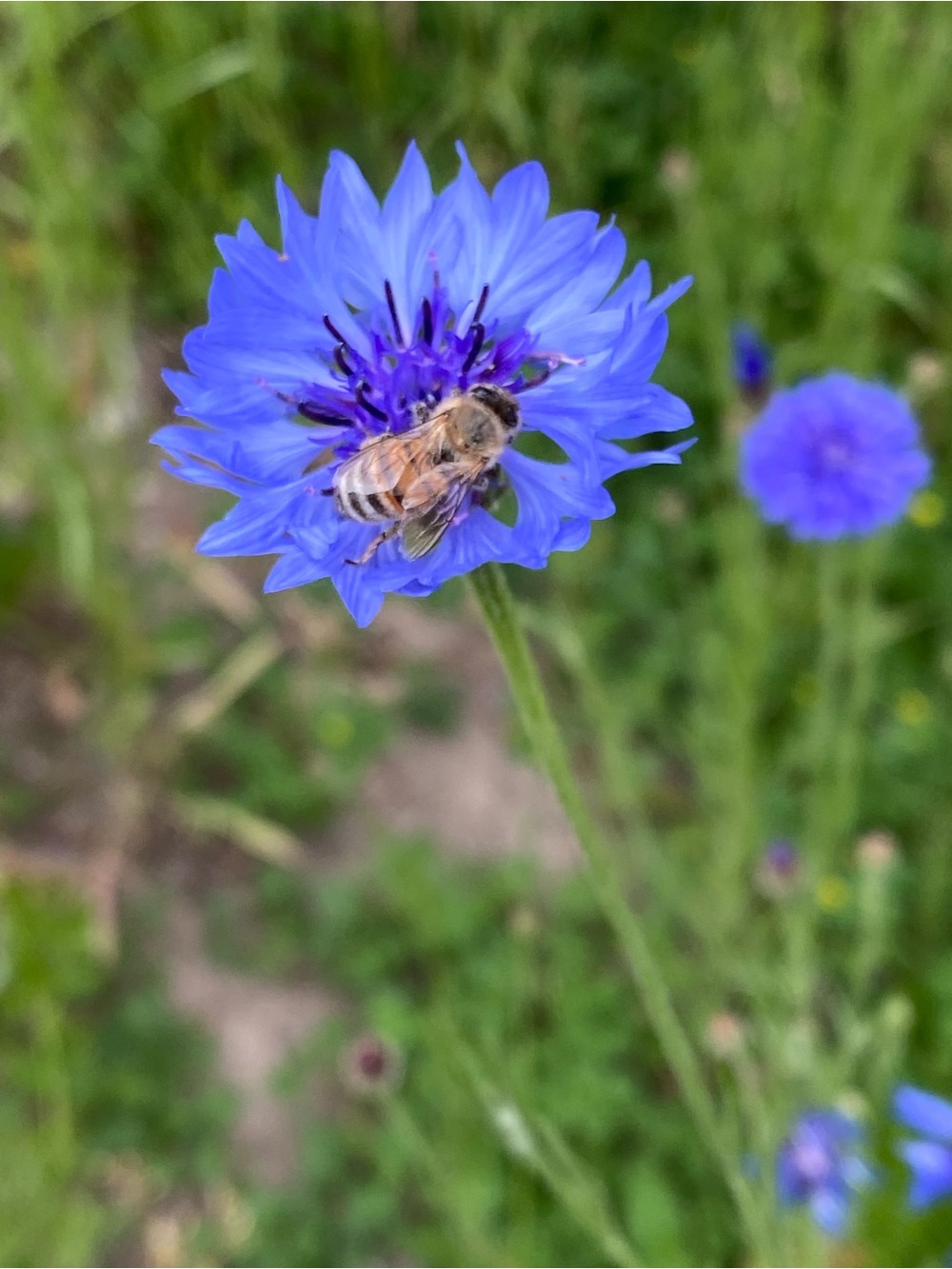 🐝 Bee supportive 🍯 15$ host appreciation